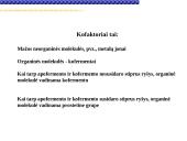 Fermentai, fermentinės reakcijos 5 puslapis