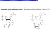 Fermentai, fermentinės reakcijos 6 puslapis
