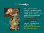 Gamtinė atranka ir jos formos 10 puslapis