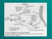 Genų terapija — realybė 4 puslapis