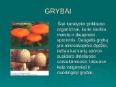 Gyvų organizmų klasifikacija 7 puslapis