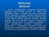Gyvųjų organizmų mityba ir maitinimasis 11 puslapis