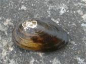 Gyvųjų organizmų mityba ir maitinimasis 12 puslapis