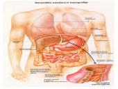 Gyvųjų organizmų mityba ir maitinimasis 16 puslapis