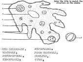 Gyvųjų organizmų mityba ir maitinimasis 3 puslapis