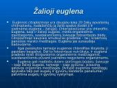 Gyvųjų organizmų mityba ir maitinimasis 4 puslapis