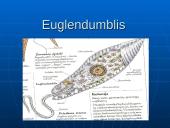 Gyvųjų organizmų mityba ir maitinimasis 5 puslapis