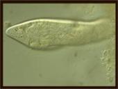 Gyvųjų organizmų mityba ir maitinimasis 7 puslapis