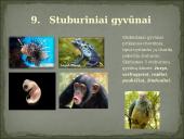 Skirtingi gyvūnų tipai 11 puslapis
