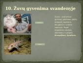 Skirtingi gyvūnų tipai 12 puslapis