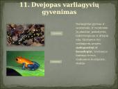 Skirtingi gyvūnų tipai 13 puslapis