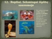 Skirtingi gyvūnų tipai 14 puslapis