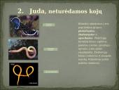 Skirtingi gyvūnų tipai 4 puslapis