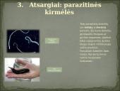 Skirtingi gyvūnų tipai 5 puslapis