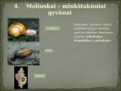 Skirtingi gyvūnų tipai 6 puslapis
