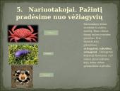 Skirtingi gyvūnų tipai 7 puslapis