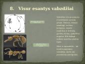 Skirtingi gyvūnų tipai 10 puslapis