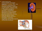 Homeostazė 11 puslapis