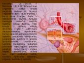 Homeostazė 8 puslapis