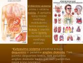 Homeostazė 10 puslapis