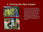 How Wine is Made 4 puslapis