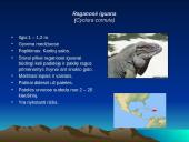 Iguanų paplitimas ir įvairovė 6 puslapis