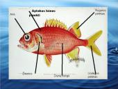 Judėjimas oru ir vandeniu 7 puslapis