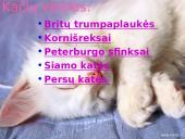 Katės ir jų veislės 2 puslapis