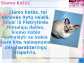 Katės ir jų veislės 11 puslapis