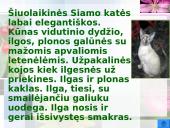 Katės ir jų veislės 12 puslapis