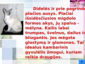 Katės ir jų veislės 13 puslapis