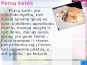 Katės ir jų veislės 14 puslapis