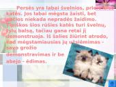 Katės ir jų veislės 15 puslapis