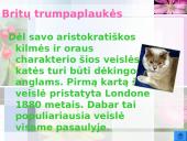 Katės ir jų veislės 3 puslapis