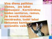 Katės ir jų veislės 6 puslapis