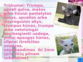 Katės ir jų veislės 9 puslapis