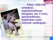 Katės ir jų veislės 10 puslapis