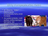 Katės, kačių veislės, vardai 14 puslapis