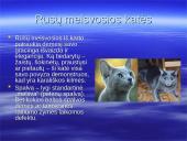 Katės, kačių veislės, vardai 7 puslapis