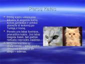 Katės, kačių veislės, vardai 10 puslapis