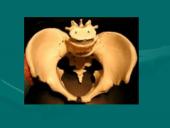 Klubo sąnarys 2 puslapis