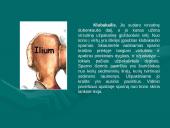 Klubo sąnarys 4 puslapis