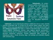 Klubo sąnarys 5 puslapis