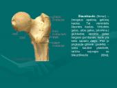 Klubo sąnarys 6 puslapis