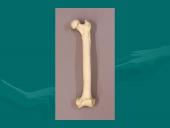 Klubo sąnarys 7 puslapis