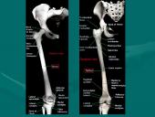 Klubo sąnarys 9 puslapis