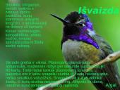 Kolibrių gyvenimas 2 puslapis