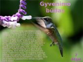 Kolibrių gyvenimas 3 puslapis
