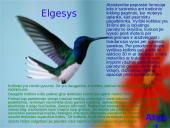 Kolibrių gyvenimas 4 puslapis