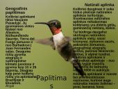 Kolibrių gyvenimas 5 puslapis